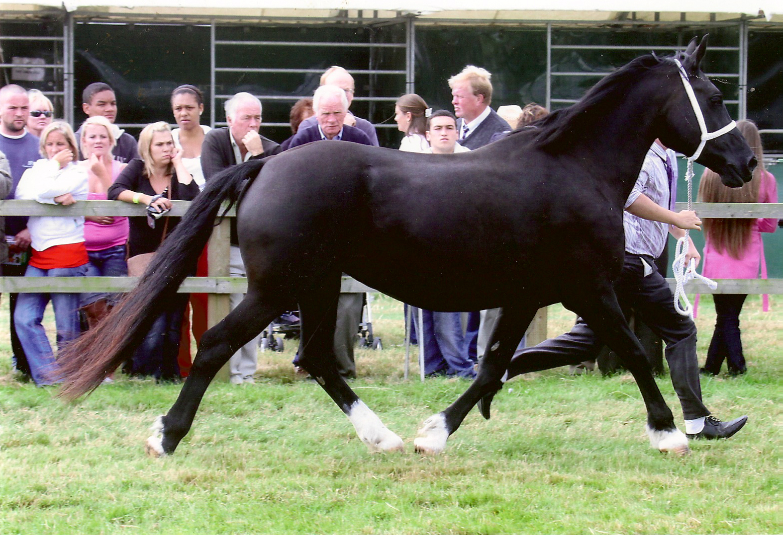  Dam  Maesmynach Sidan, Black  15.3hh by Maesmynach LLwynog out of Maesmynach  Serenity